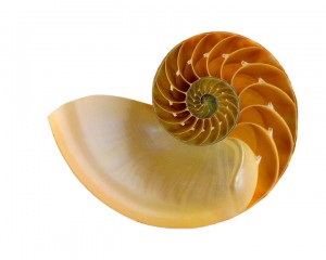 nautilus shell 3