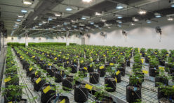 Oregon Cannabis Cultivation